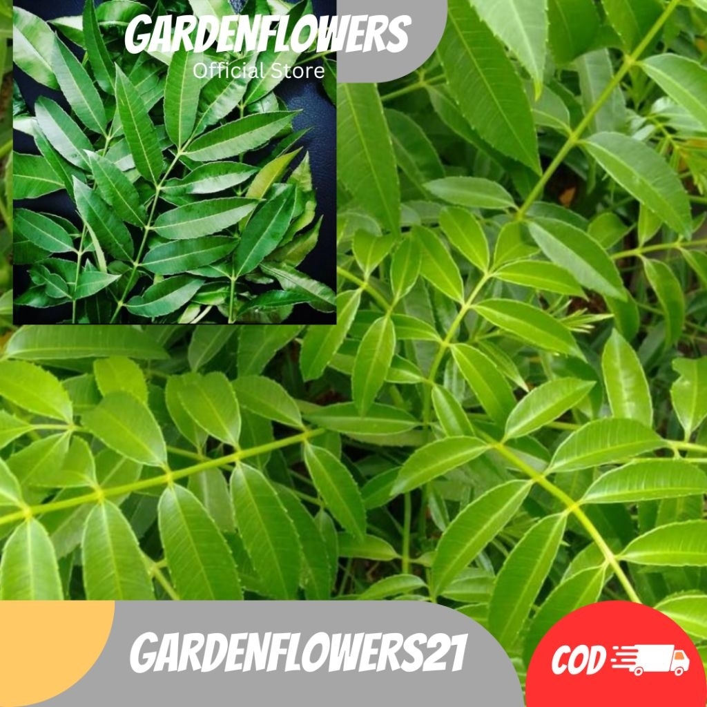 

DAUN KEDONDONG SEGAR FRESH HERBAL TRADISIONAL 500GRAM