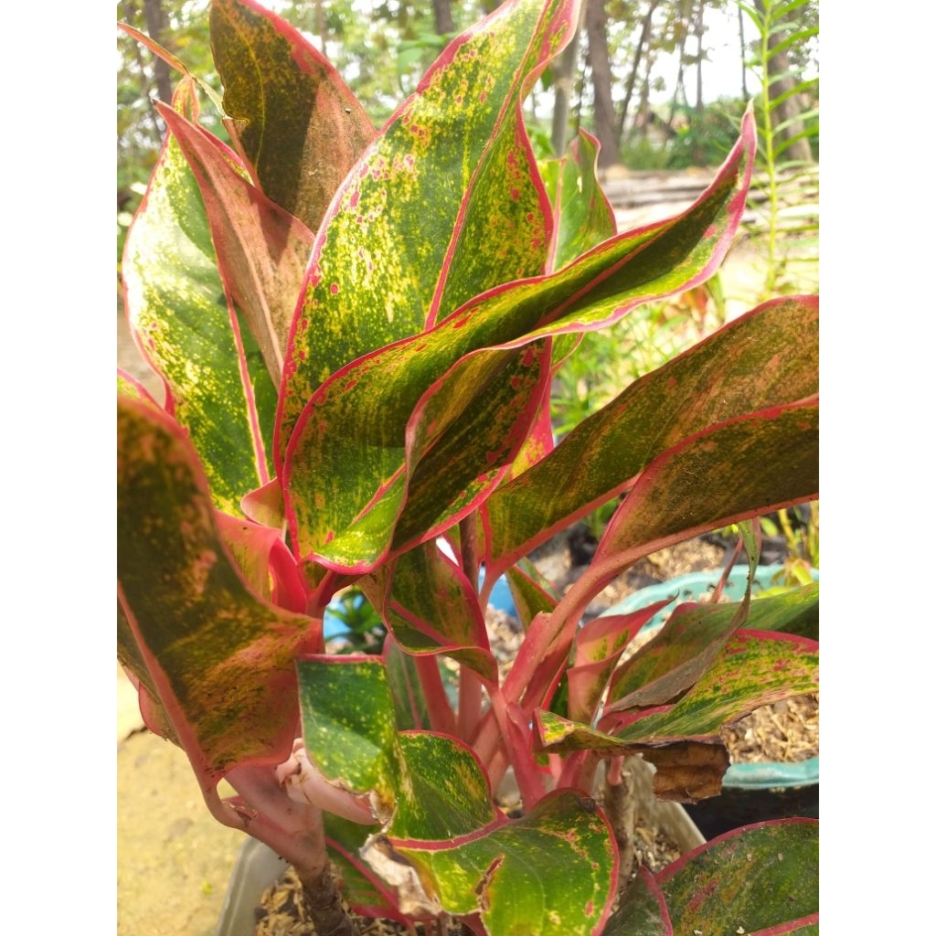 anglonema lipstik usia remaja