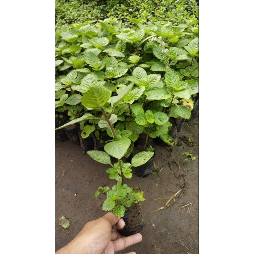 Bibit daun cincau hitam