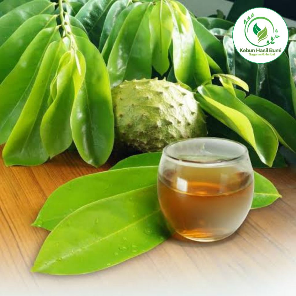 

Daun Sirsak Segar – Obat Kanker Herbal, Antioksidan Tinggi – 100% Natural