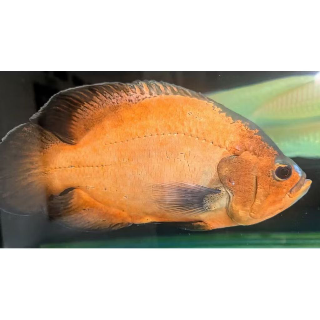 Oscar tembaga kuning Jumbo