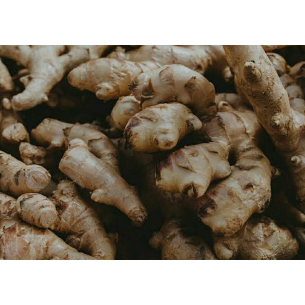 

jahe tua segar 1 kg|jahe tua|jahe segar|jahe jamu|jahe jawa