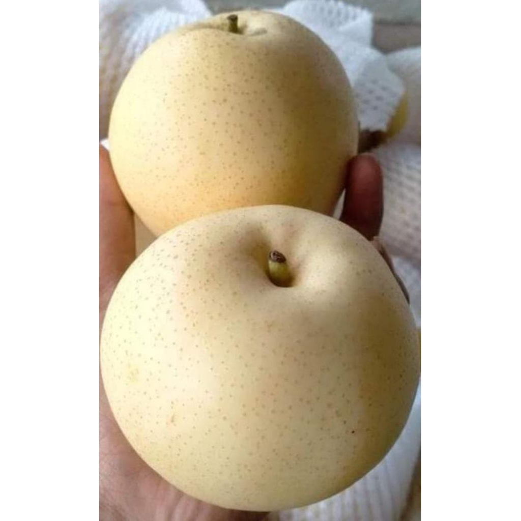 

Buah pear Manis Import 1 kg