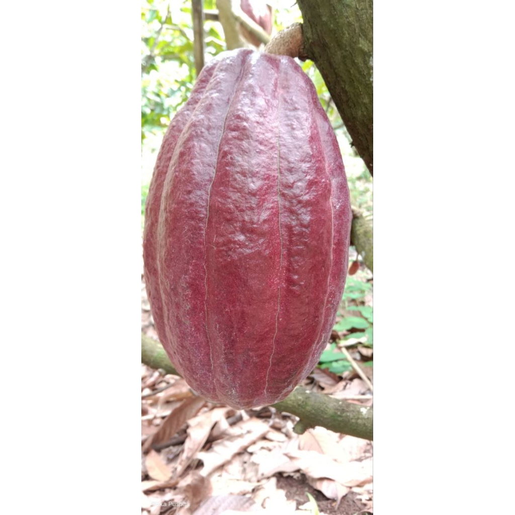 

buah kakao / coklat (MCC02)