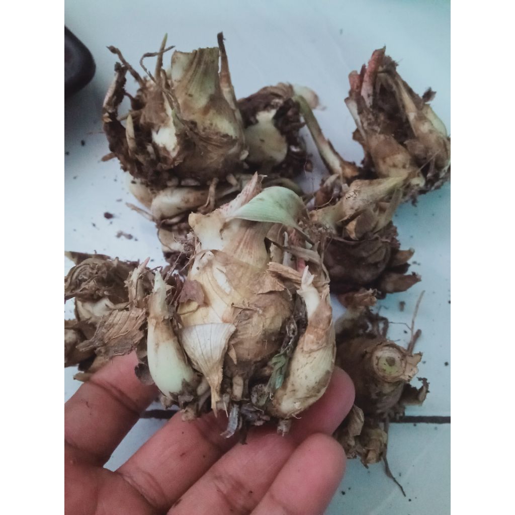 Umbi bunga sedap malam