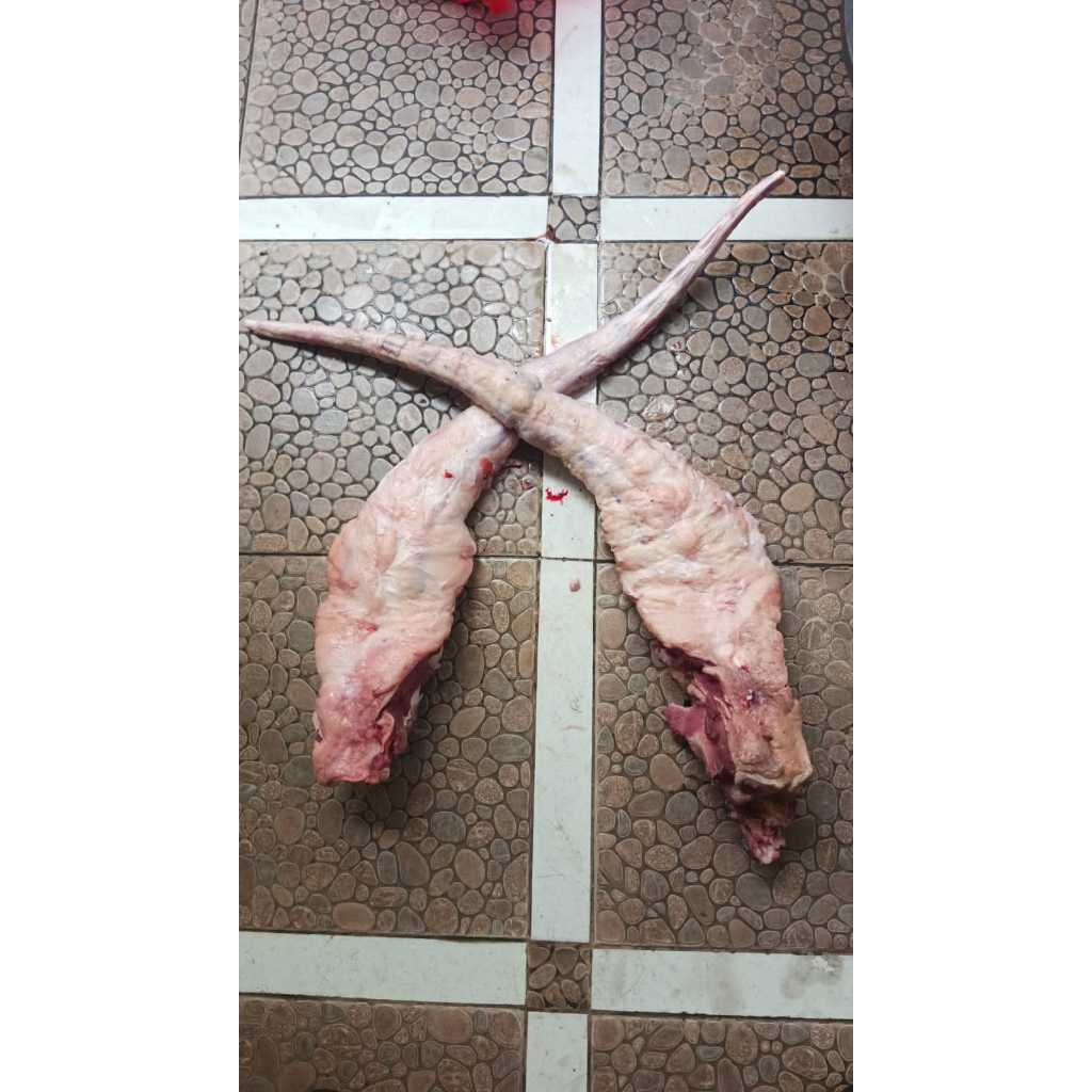 OXTAIL WHOLE ( BUNTUT SAPI UTUH 1 EKOR )