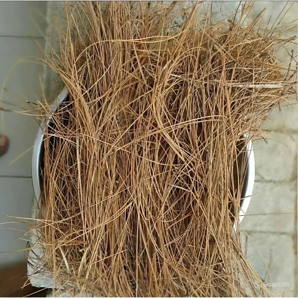 

DAUN PINUS KERING
