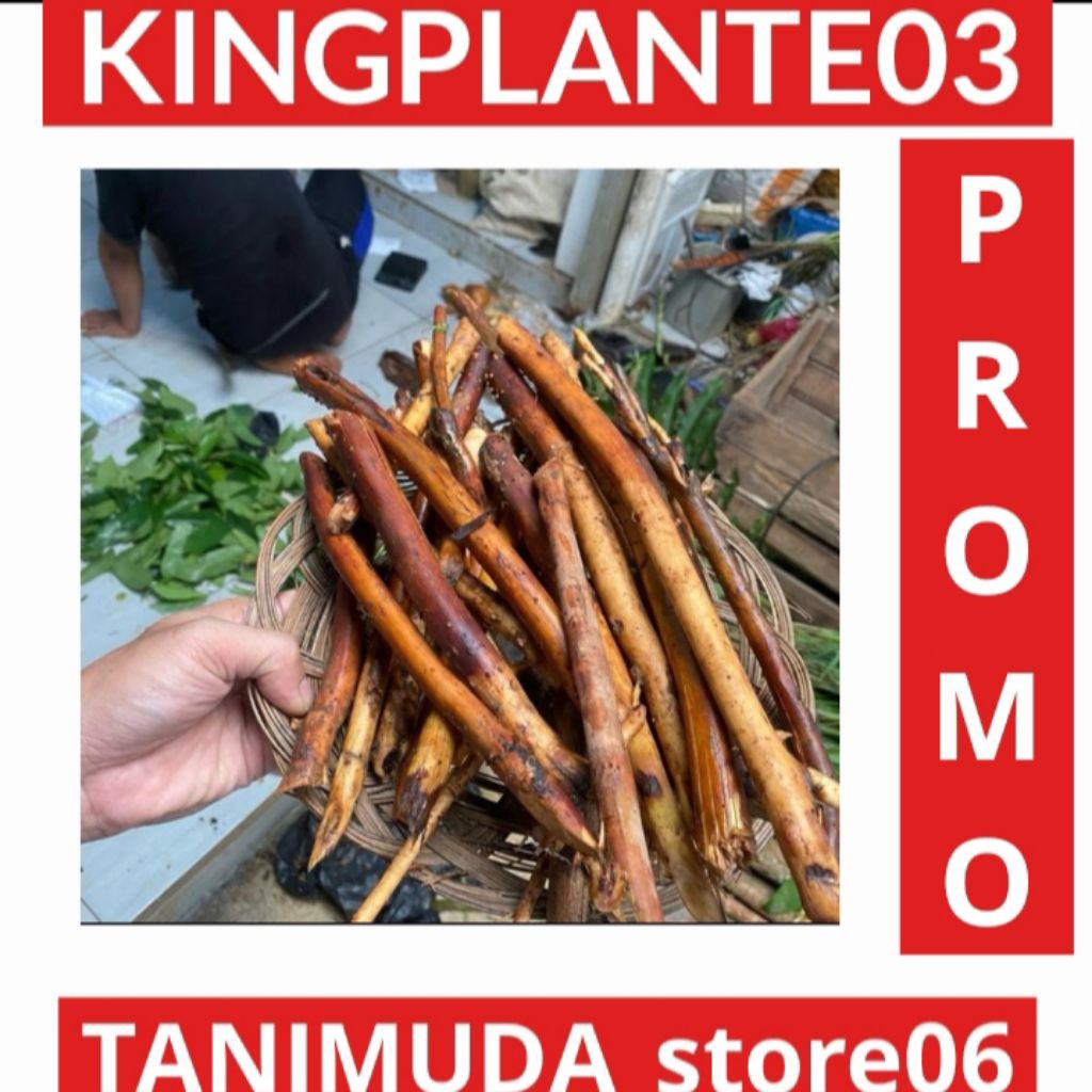 

AKAR PINANG 1KG DIAMBIL KETIKA ADA ORDERAN AMBIL CUCI KIRIM