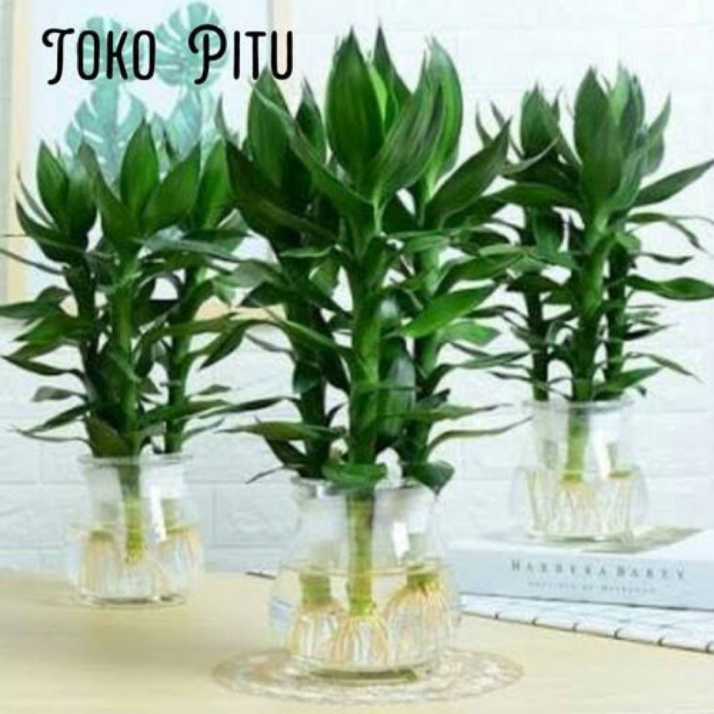 Paket isi 3 pohon Guanyin / Tanaman bambu keberuntungan bambu hoki