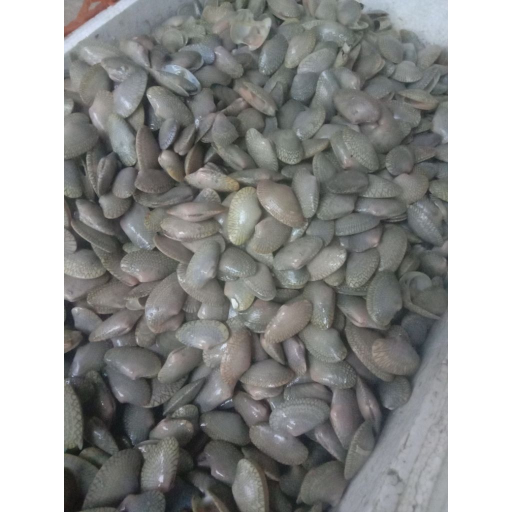 

kerang batik