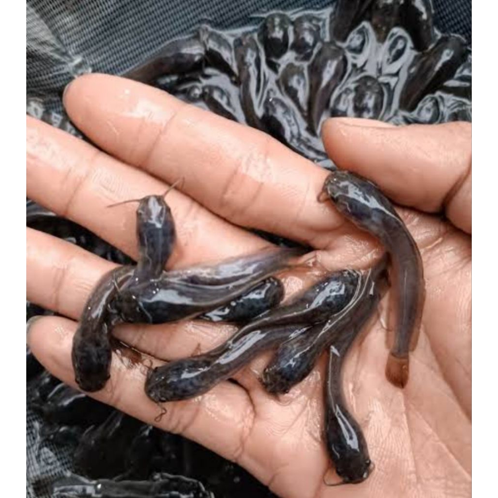 paket bibit lele ukuran 5-6 cm isi 25 bonus pakan 50gr