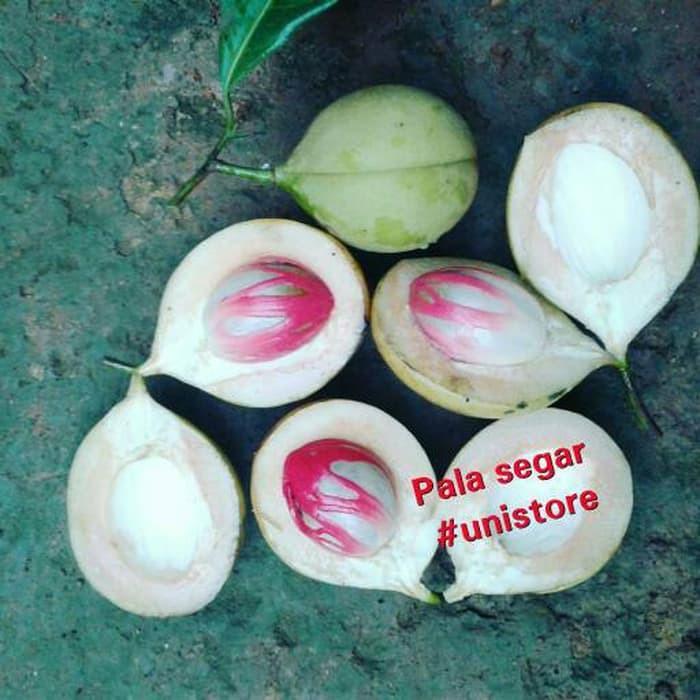 

1kg Buah Pala Segar | Fresh - Untuk Obat Insomnia - Penghilang Rasa Sakit - Pala Muda