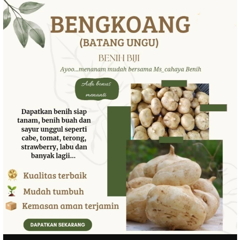 

RBP Benih bengkoang manis
