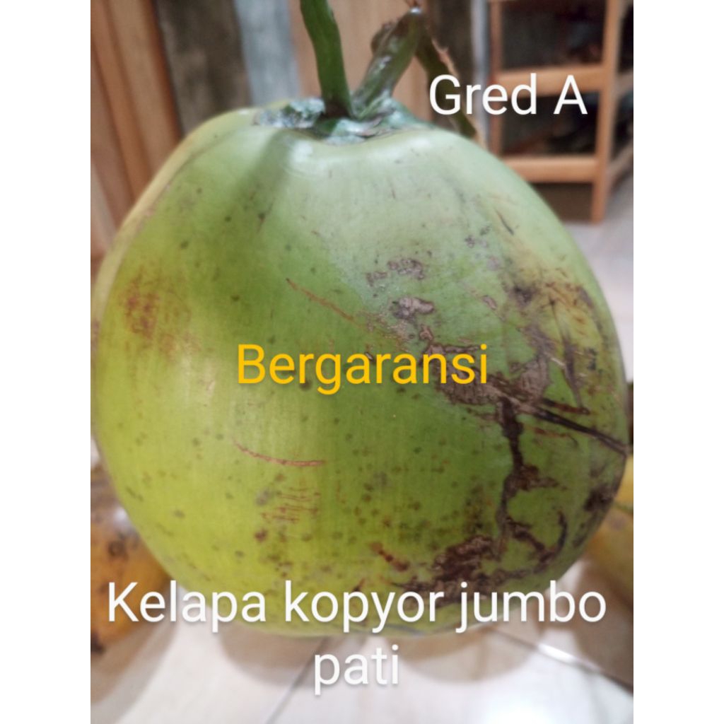 

kopyor Pati fres ukuran jumbo bergaransi, kupas plontos, tinggal geprek