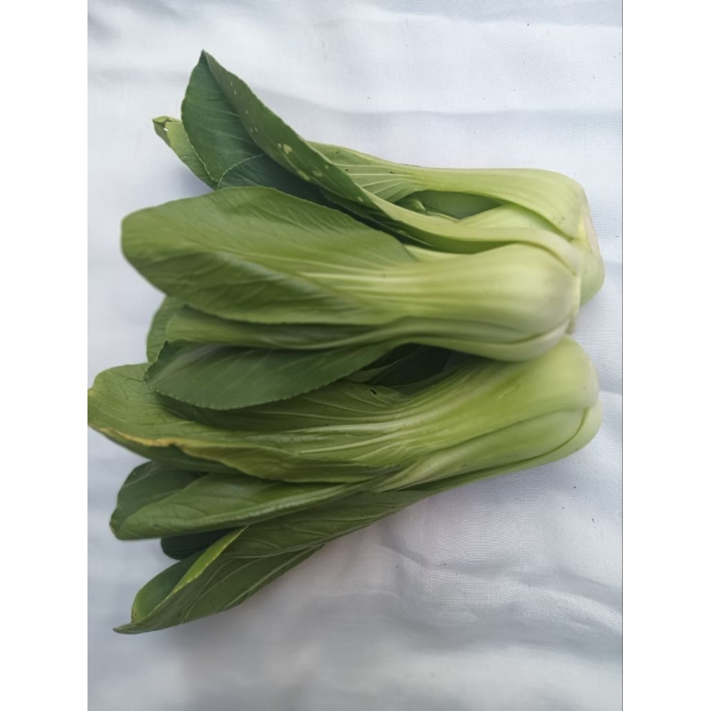 

Kirim Instan!!! Sawit Putih Dan Pokcai