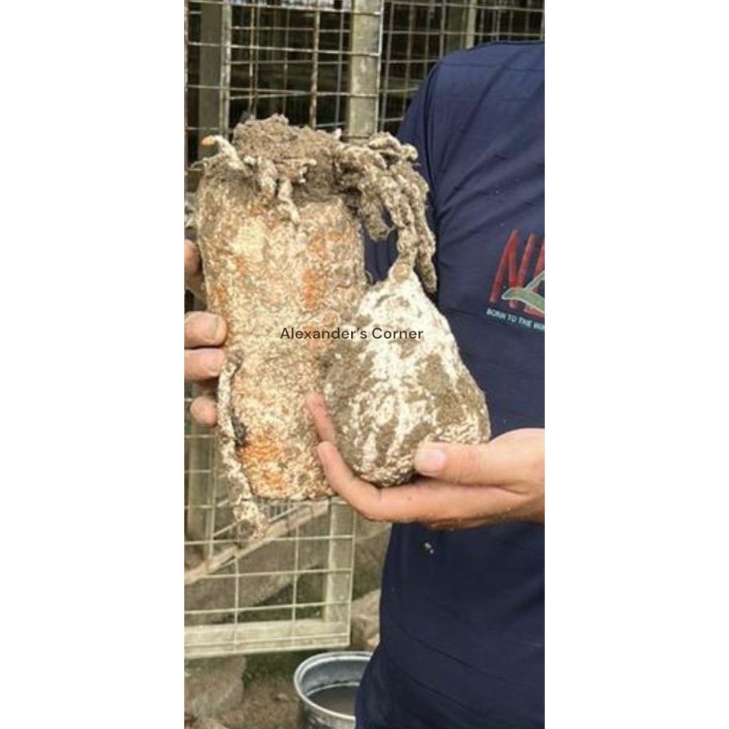 

Bubuk / Powder Jamur Susu Harimau Alami - 50 gr / Banyak Manfaat