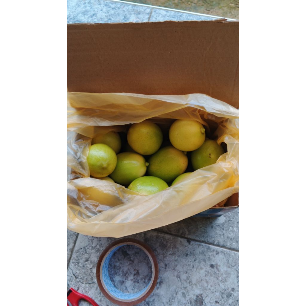 

Jeruk Lemon Hijau. Dijamin frest langsung di petik dari pohonya.