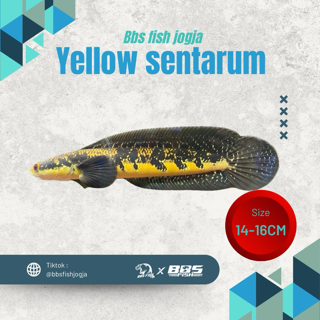 Maru ys / yellow sentarum 14-16CM free sticker mantap