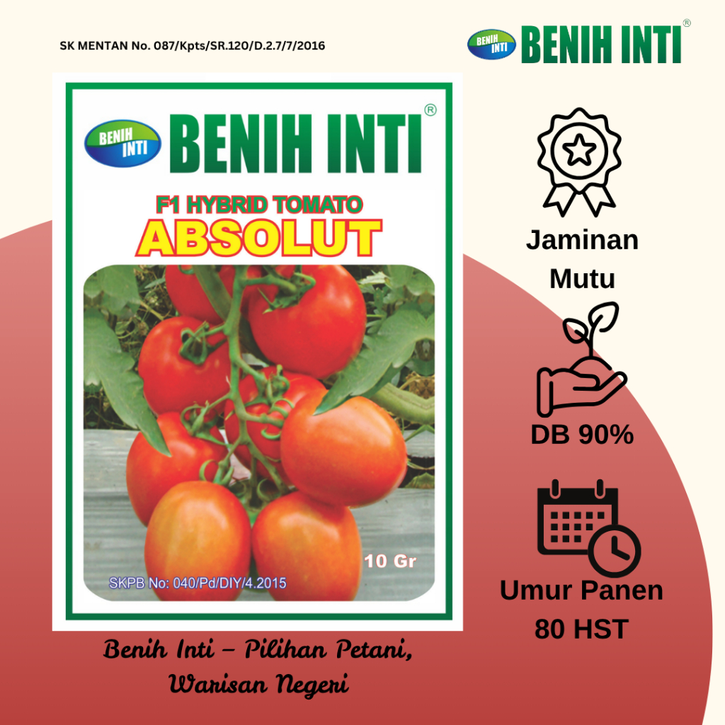 Benih Inti Benih Tomat Hibrida Absolut