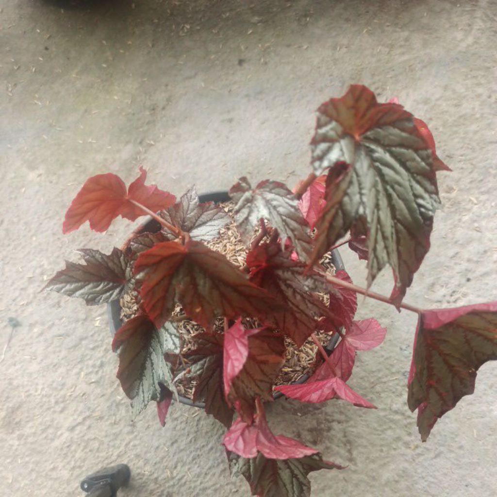 

Begonia Silver Wings
