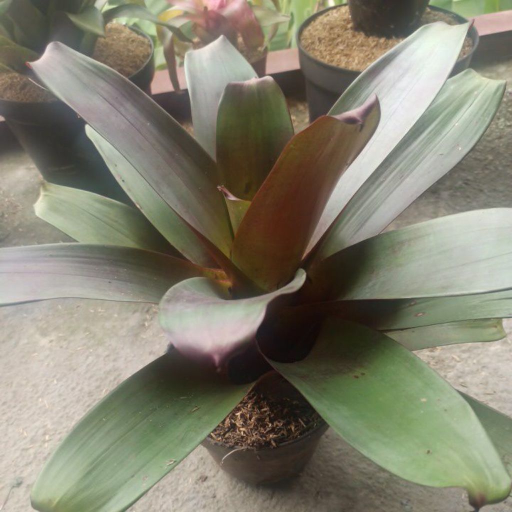 Bromelia Giant Merah