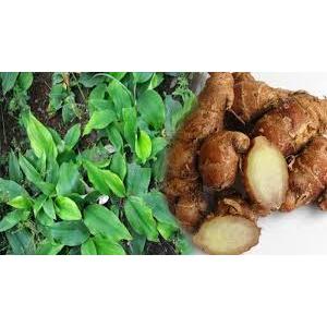 

Kencur Segar Kencur/Cikur Panen Fresh Wangi Pedas Enak Cocok Buat Bumbu Makanan dan Obat Herbal Sudah Sortir Dengan baik