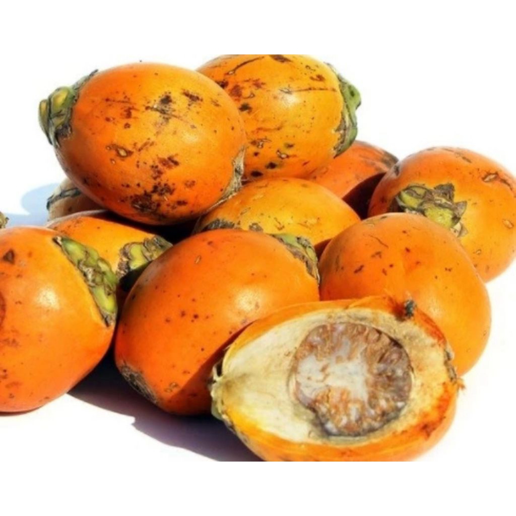 

Buah Pinang Buah Jembe Tua 1kg Segar