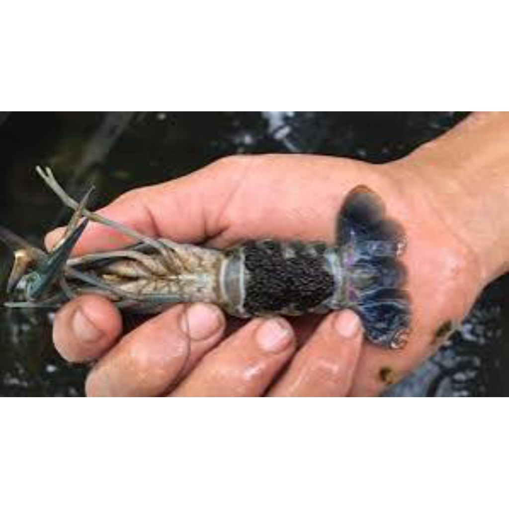 

lobster air tawar super sepasang siap pijah