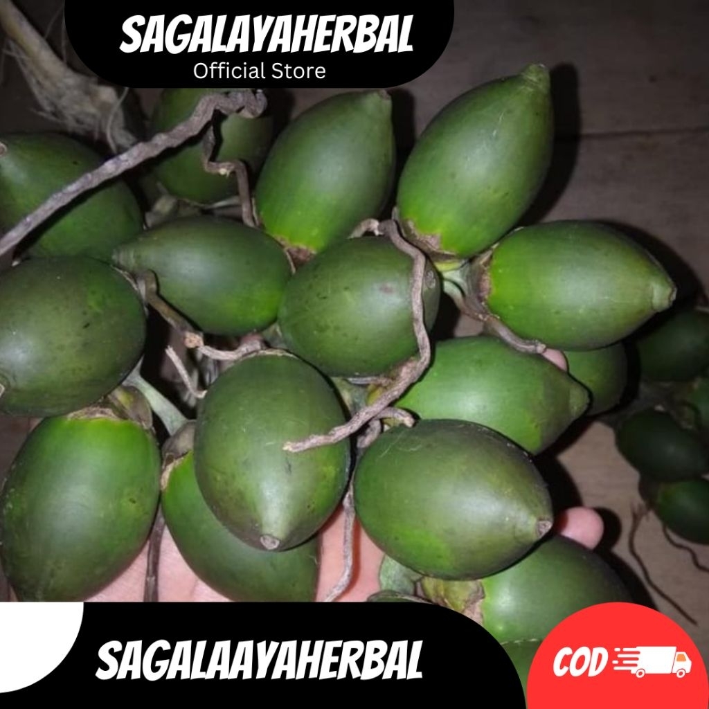 

BUAH PINANG MUDA SEGAR HERBAL STAMINA JAMBE MUDA