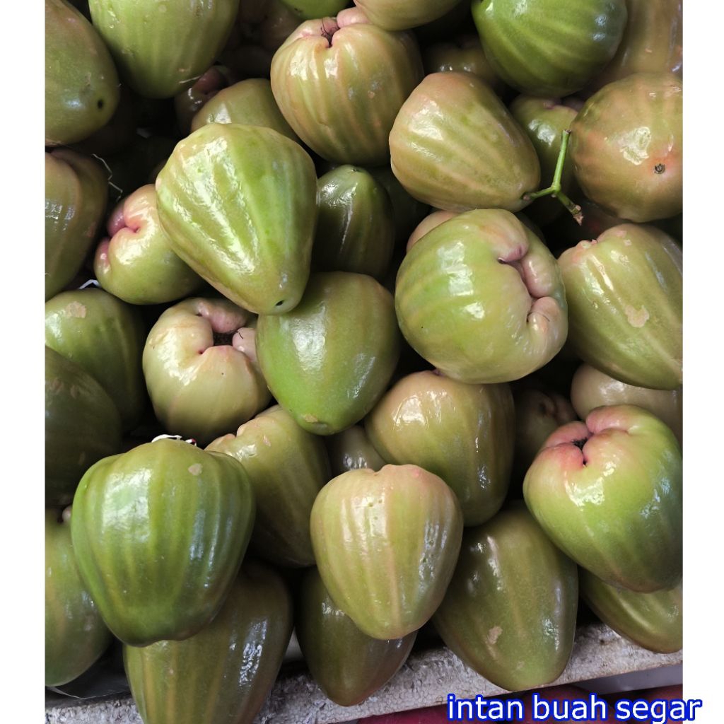 

BUAH JAMBU AIR HIJAU DEMAK 1KG MANIS BANYAK AIR / BUAH JAMBU HIJAU DEMAK ASLI FRESH / BUAH JAMBU AIR DEMAK / JAMBU MANIS / BUAH JAMBU MANIS / BUAH JAMBU SEGAR