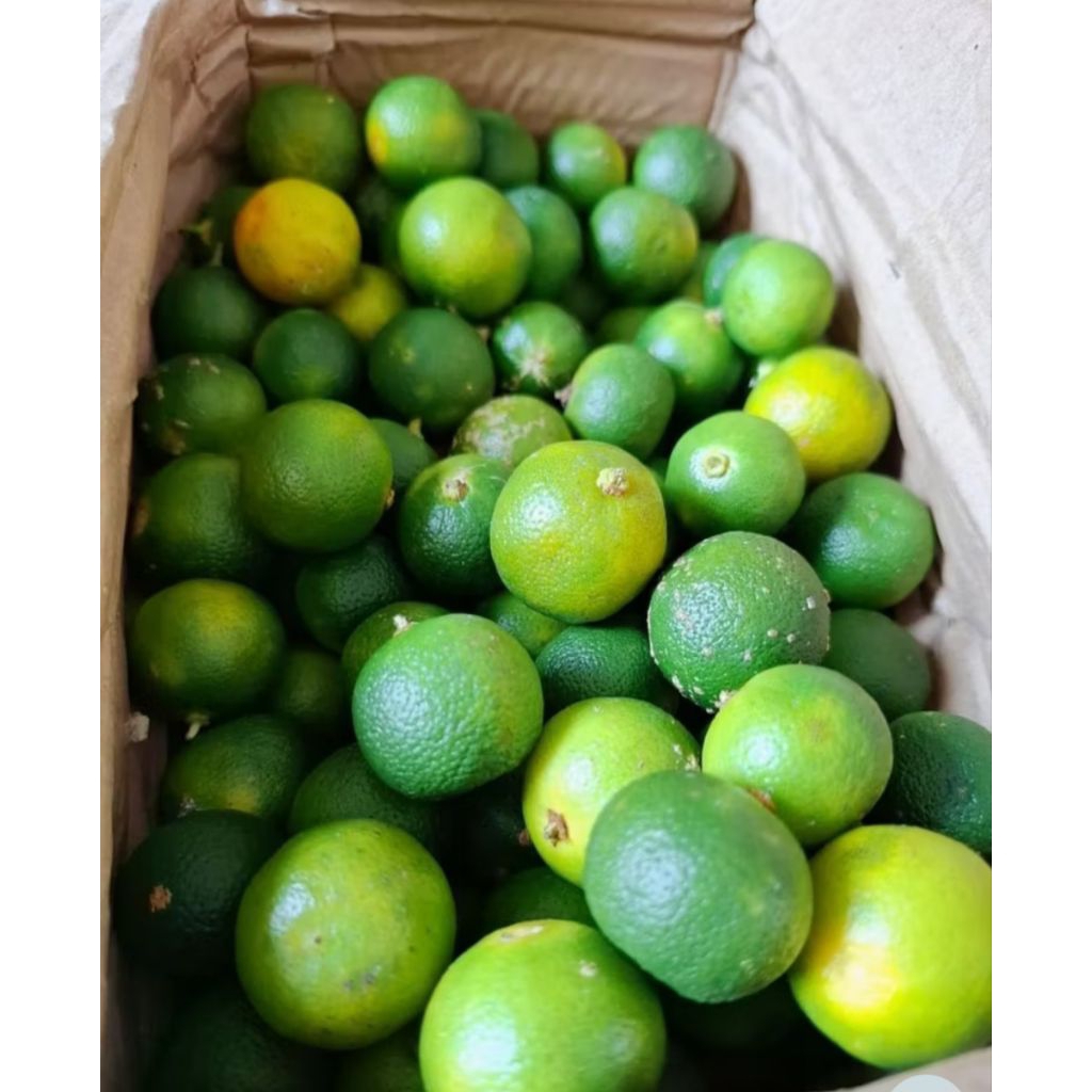 

Jeruk Songkit / Sonkit / Kasturi 1000gr