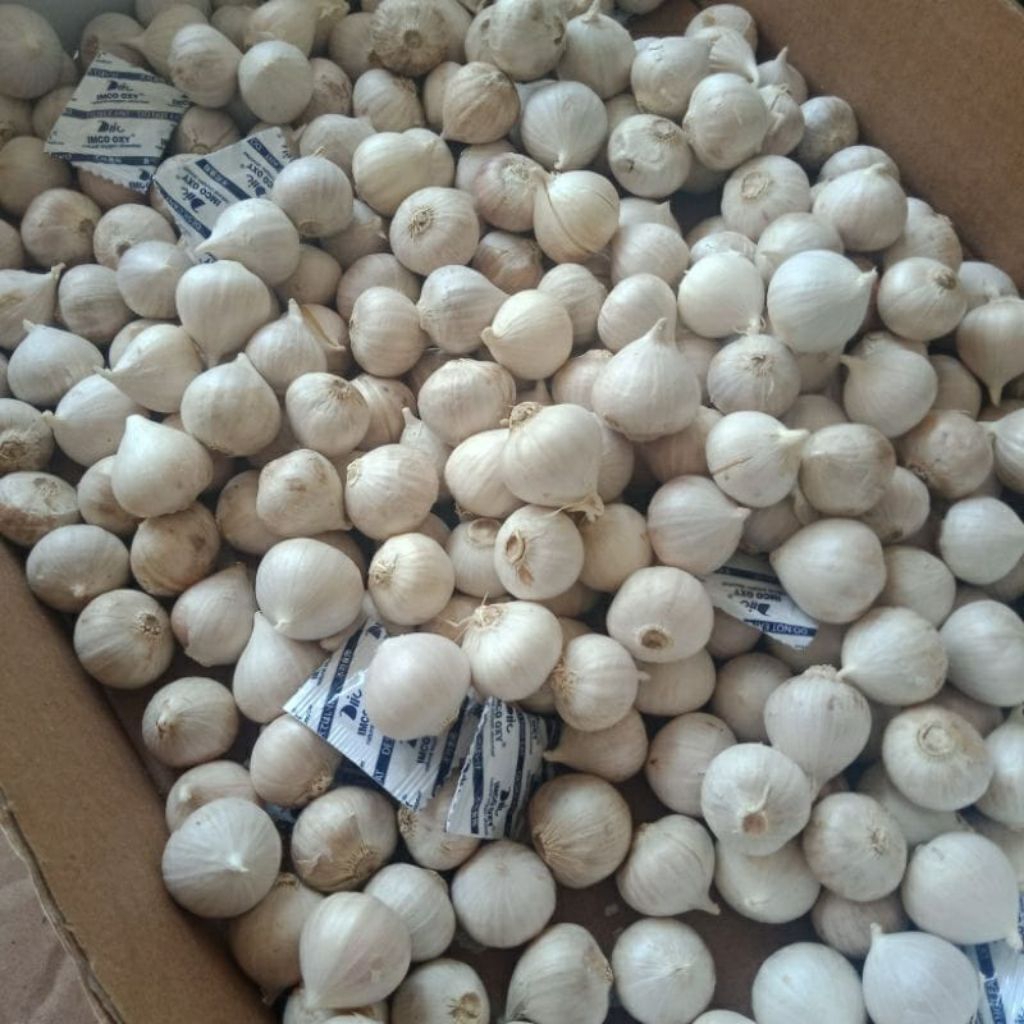 

bawang tunggal 10 kg