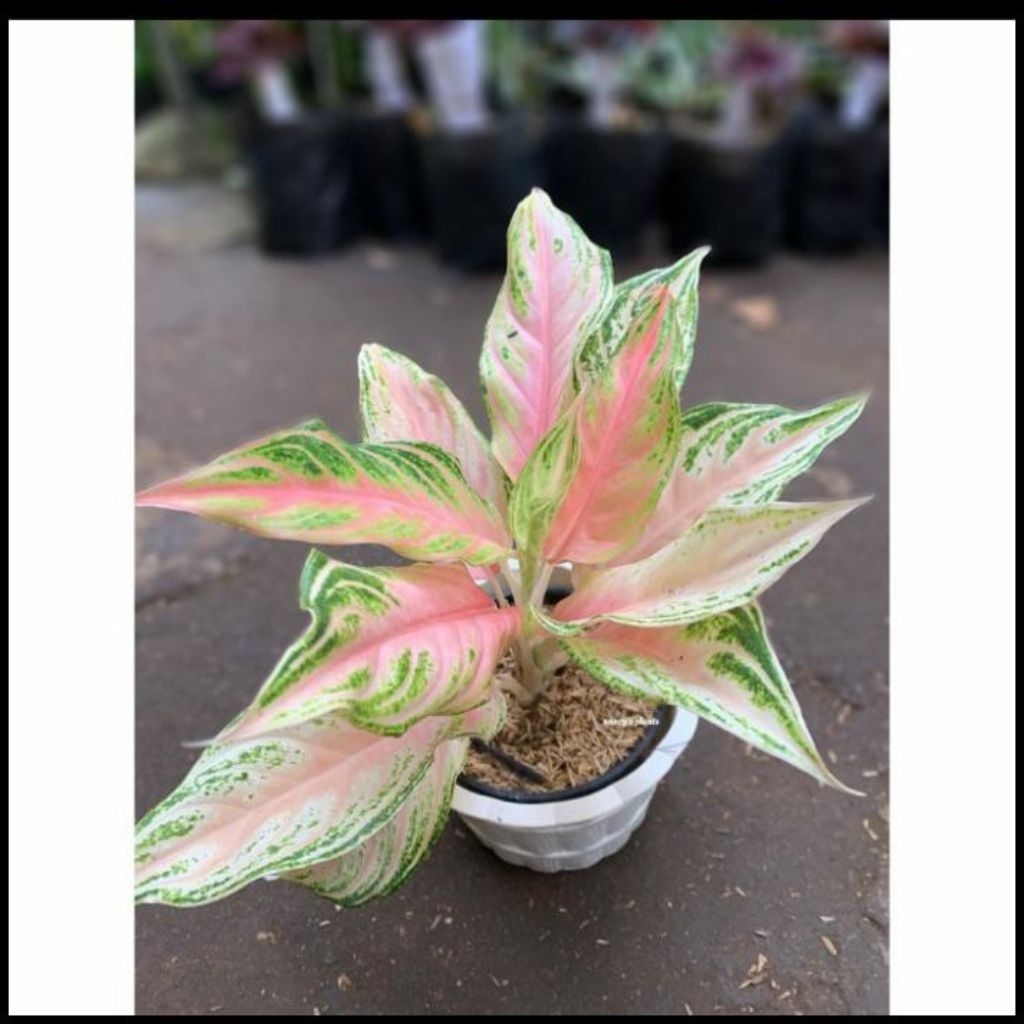 Aglonema pink sunset anakan