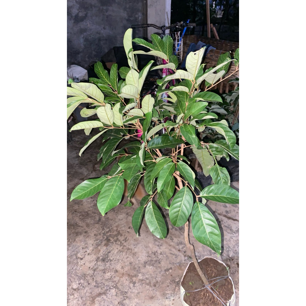 

indukan rambutan