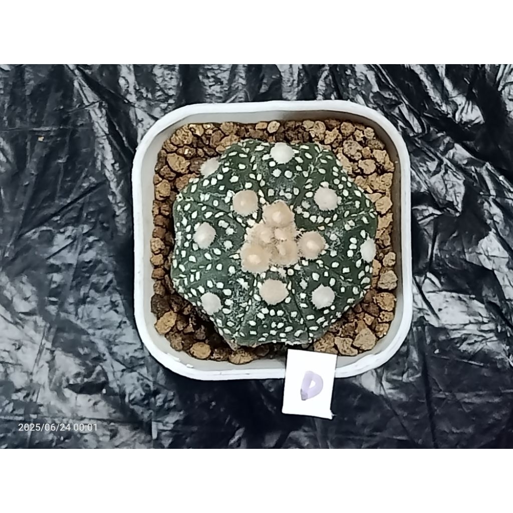 Astrophytum asterias kabuto (code D)