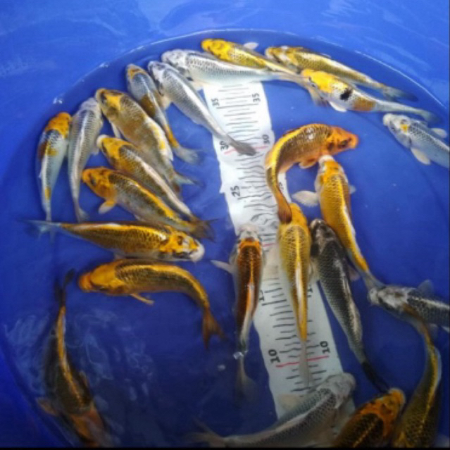 Ikan Koi hias platinum ogon size 12-15 cm /ikan sehat berkwalitas