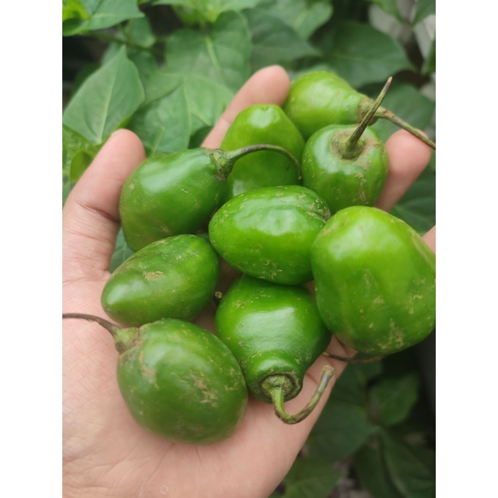 

cabe gendot asli dieng