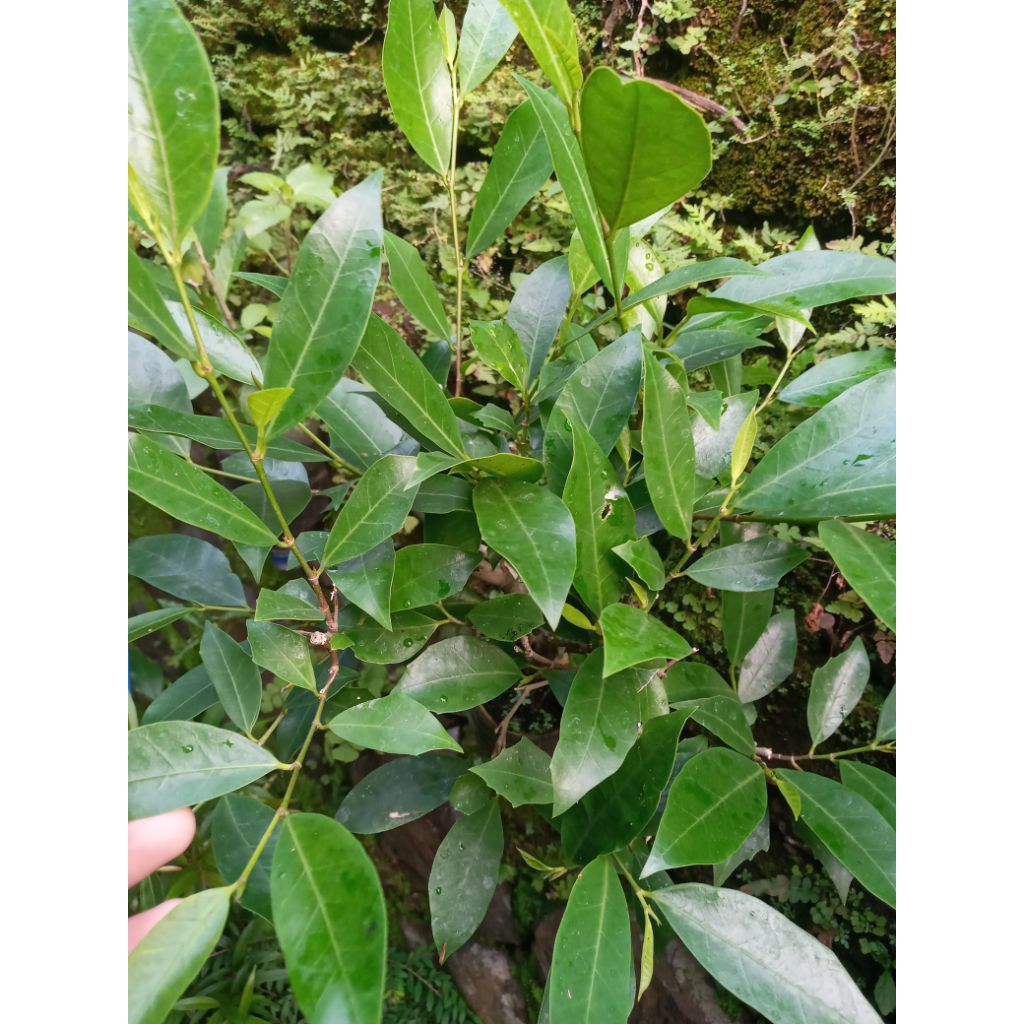 FICUS AMPLAS PUTIH ,BAHAN BONSAI