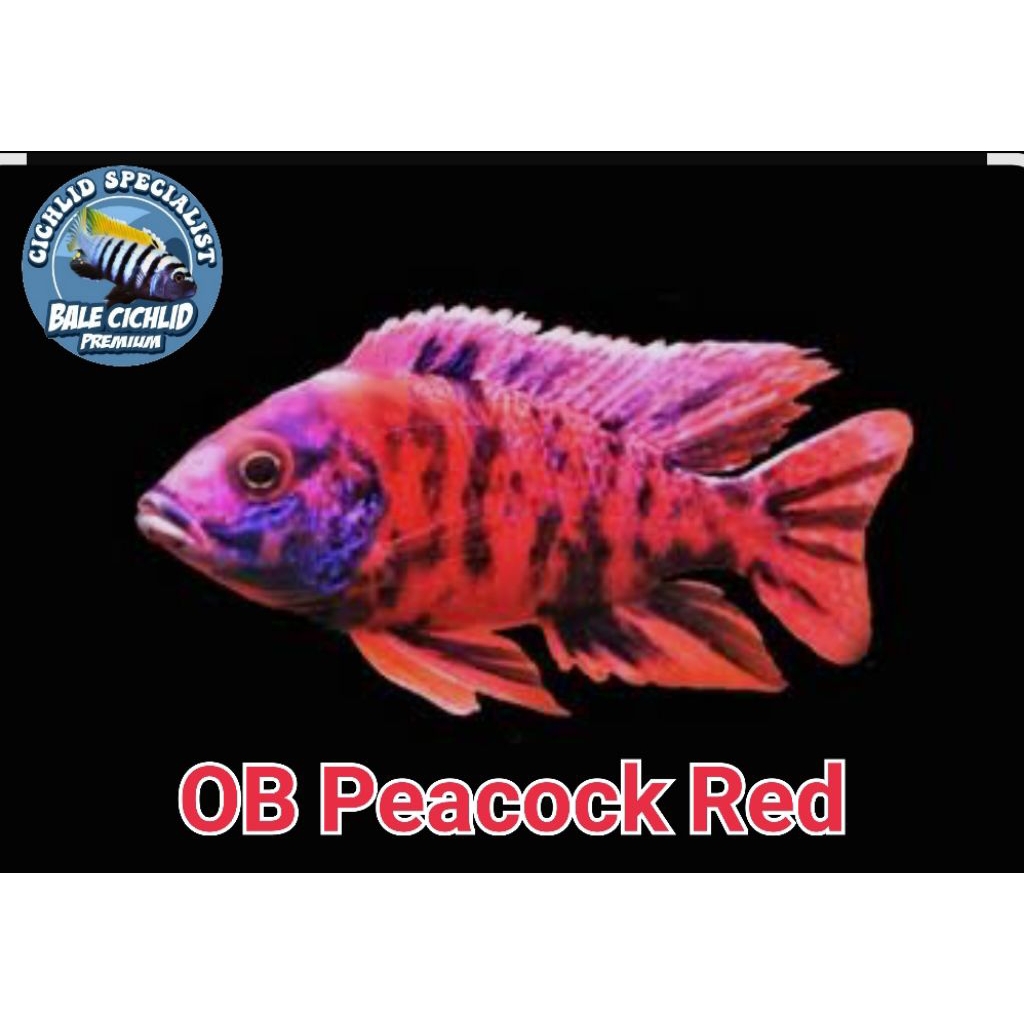 Koleksi Hobi OB Peacock Cichlid (Aulonocara) African Cichlid