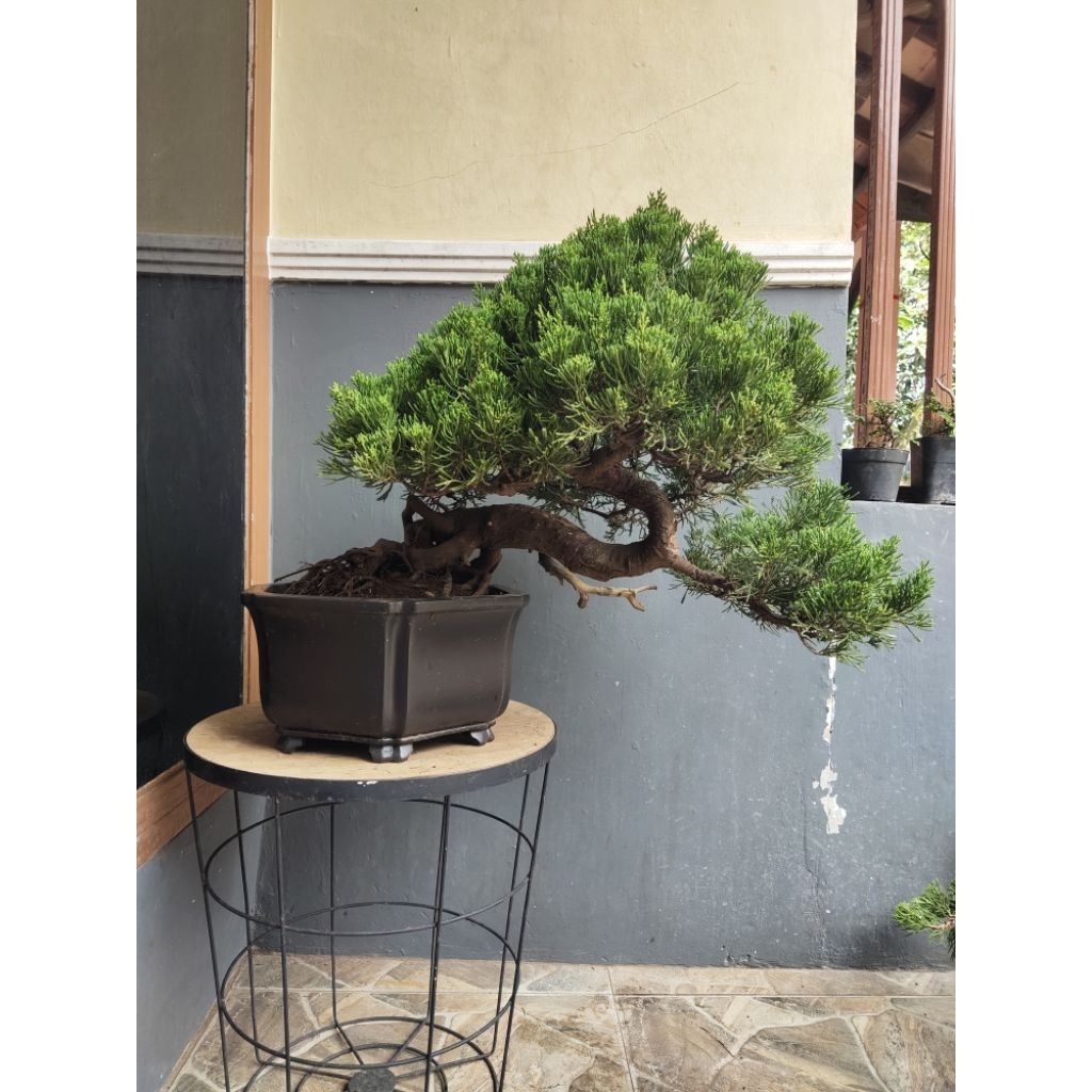 RZ Bonsai-Cemara Sinensis Siap Pajang Siap Kontes