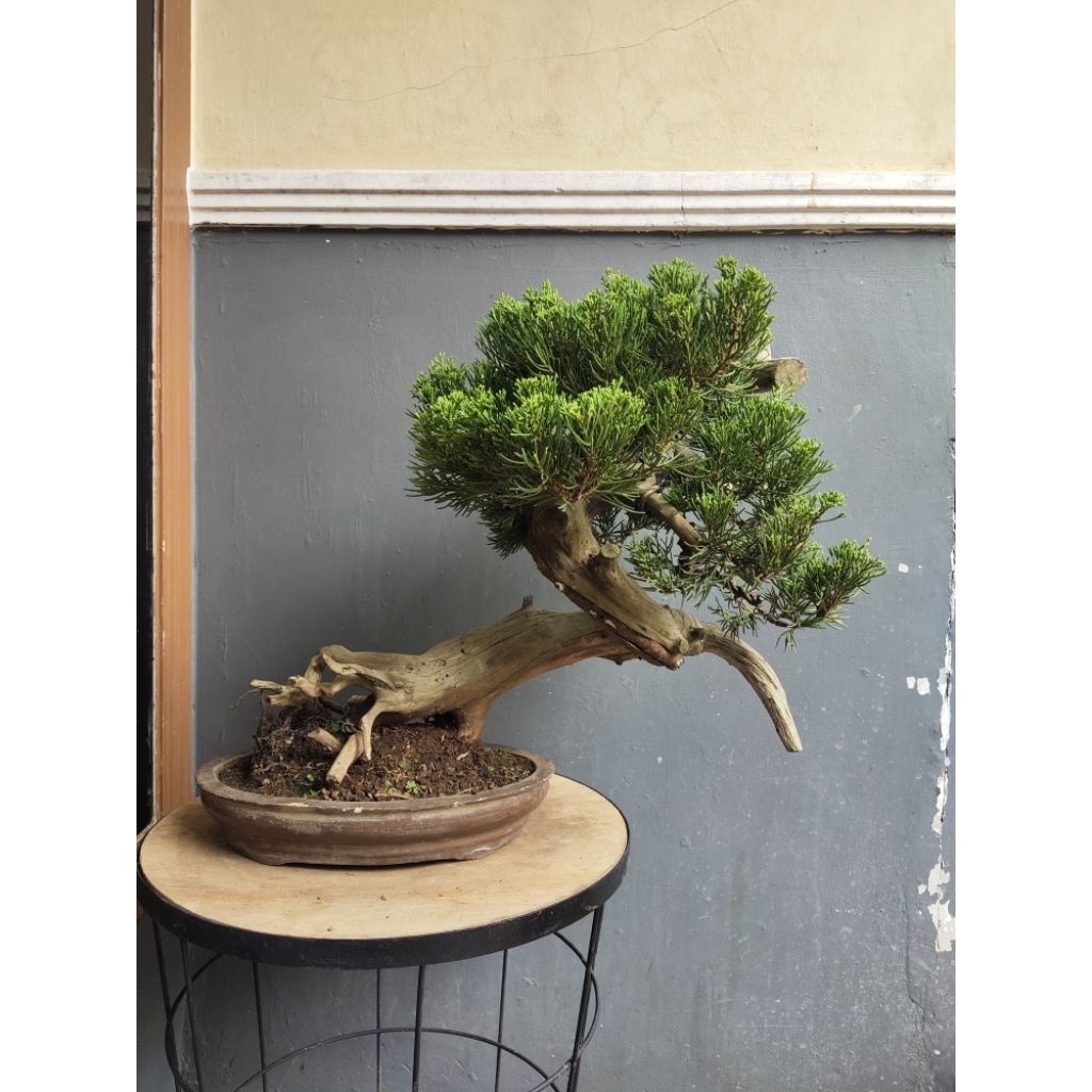RZ Bonsai-Cemara Sinensis Tanuki Medium