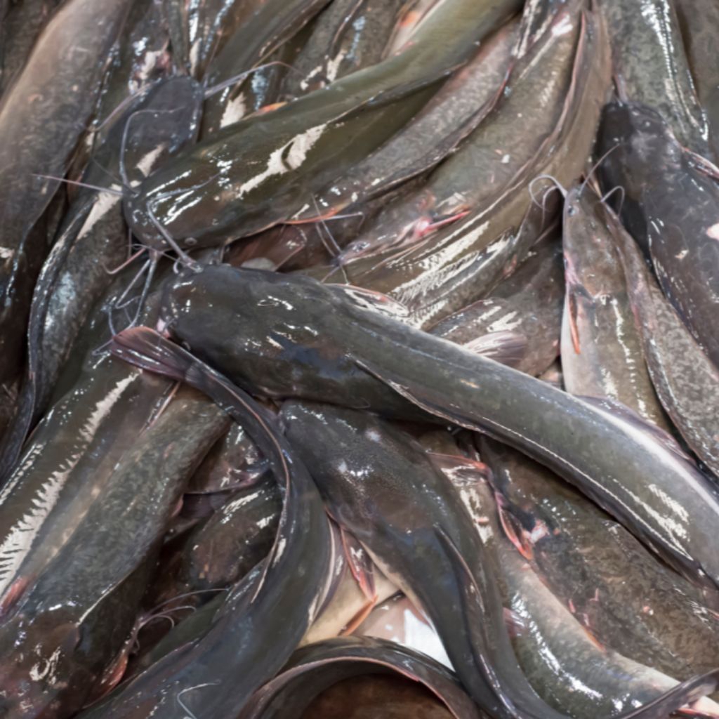 

Lele konsumsi 1 kg isi 10 dikirim hidup fresh tambak