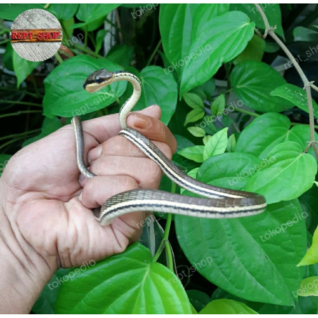 Tali picis small ~ jumbo