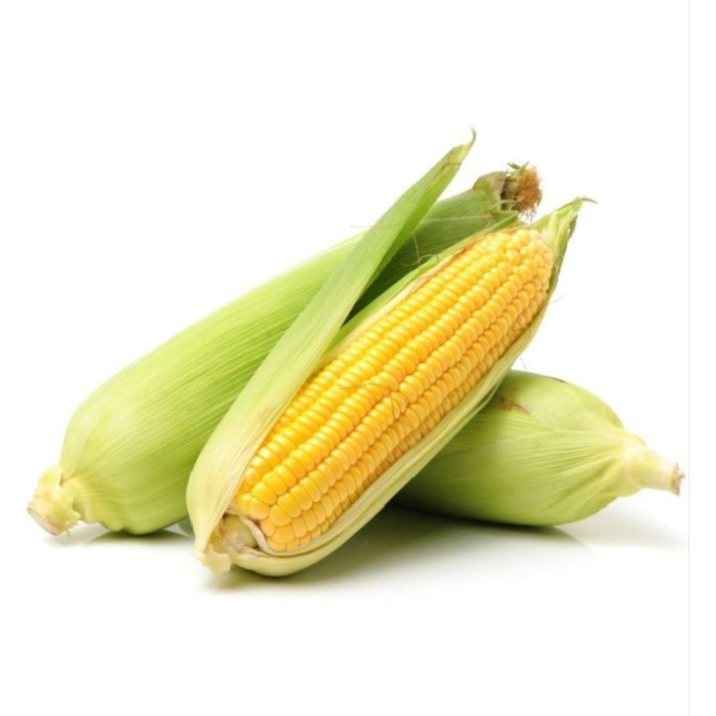 

jagung manis segar 1pcs