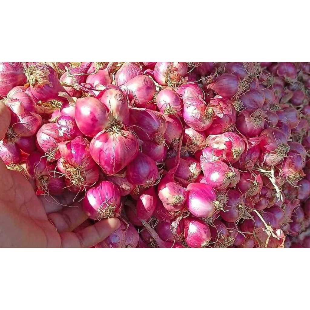 

Bawang Merah 1kg Super Brambang Murah Seger Bawang Merah Besar Grosir