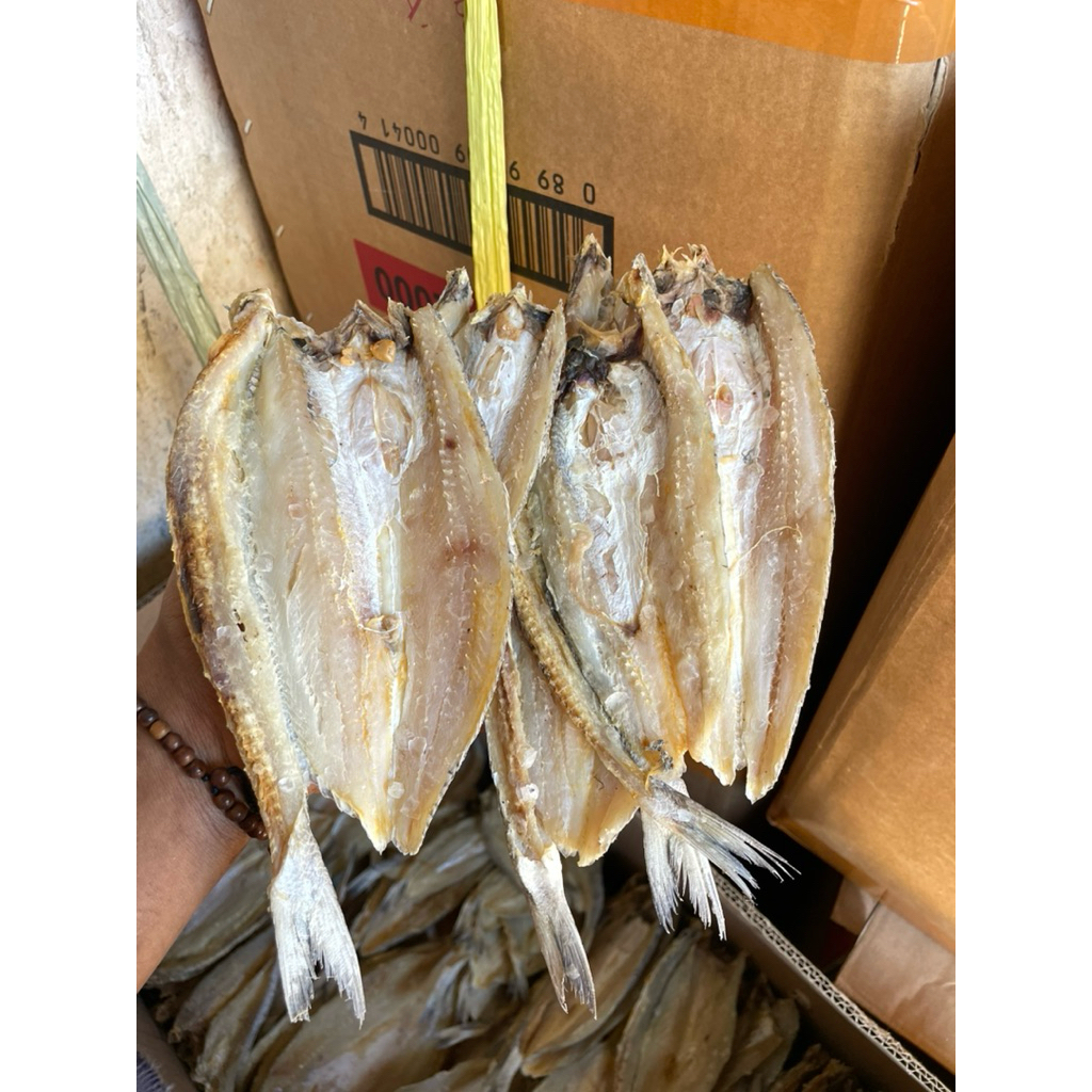 

Forcysn Ikan Bloso Asin/Ikan Gabus Laut Kering Super 1000G