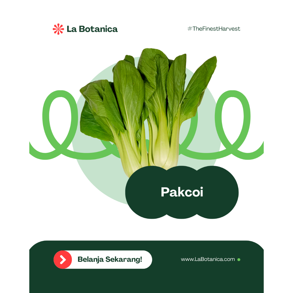 

INSTANT DELIVERY | Pakcoy Segar