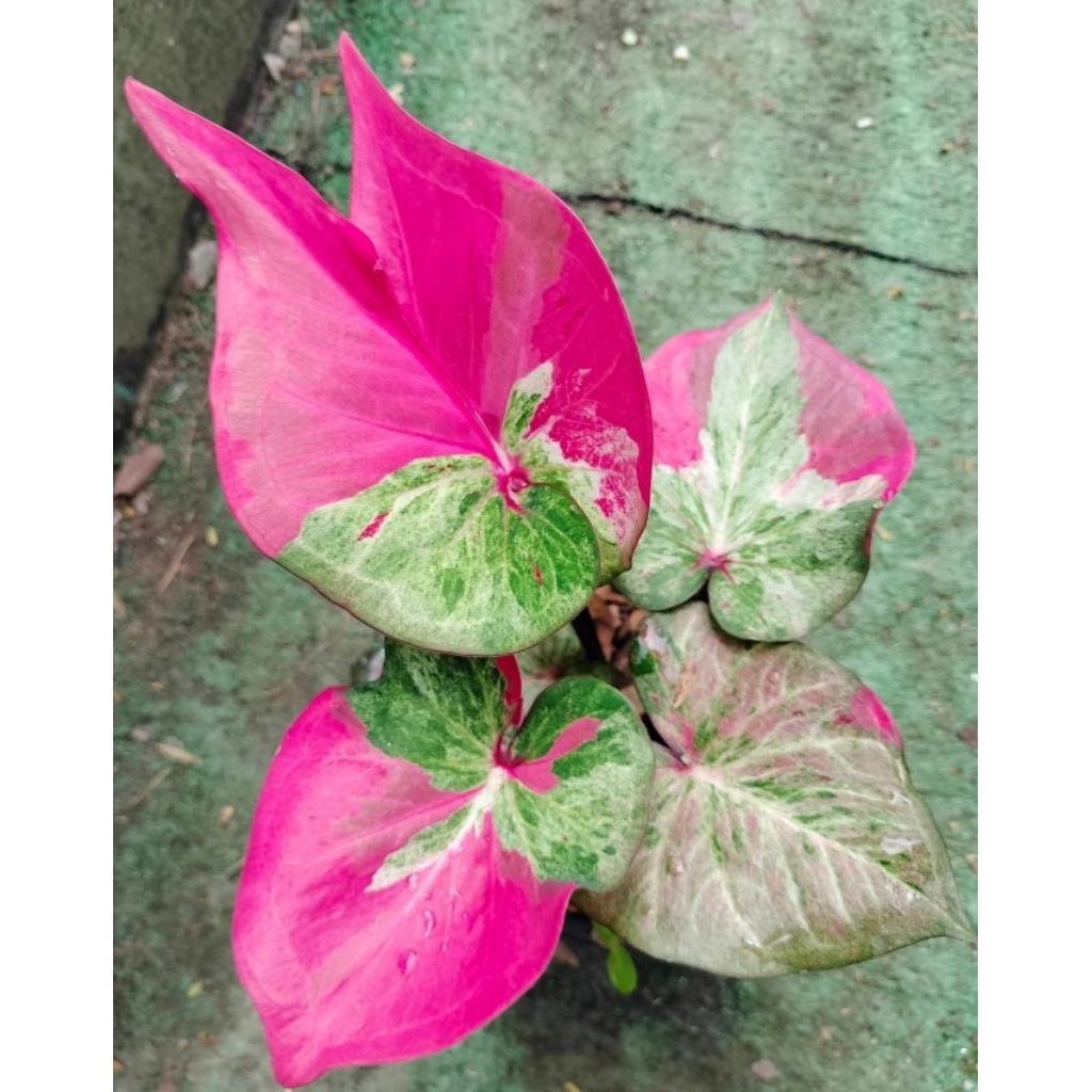 caladium Thailand series