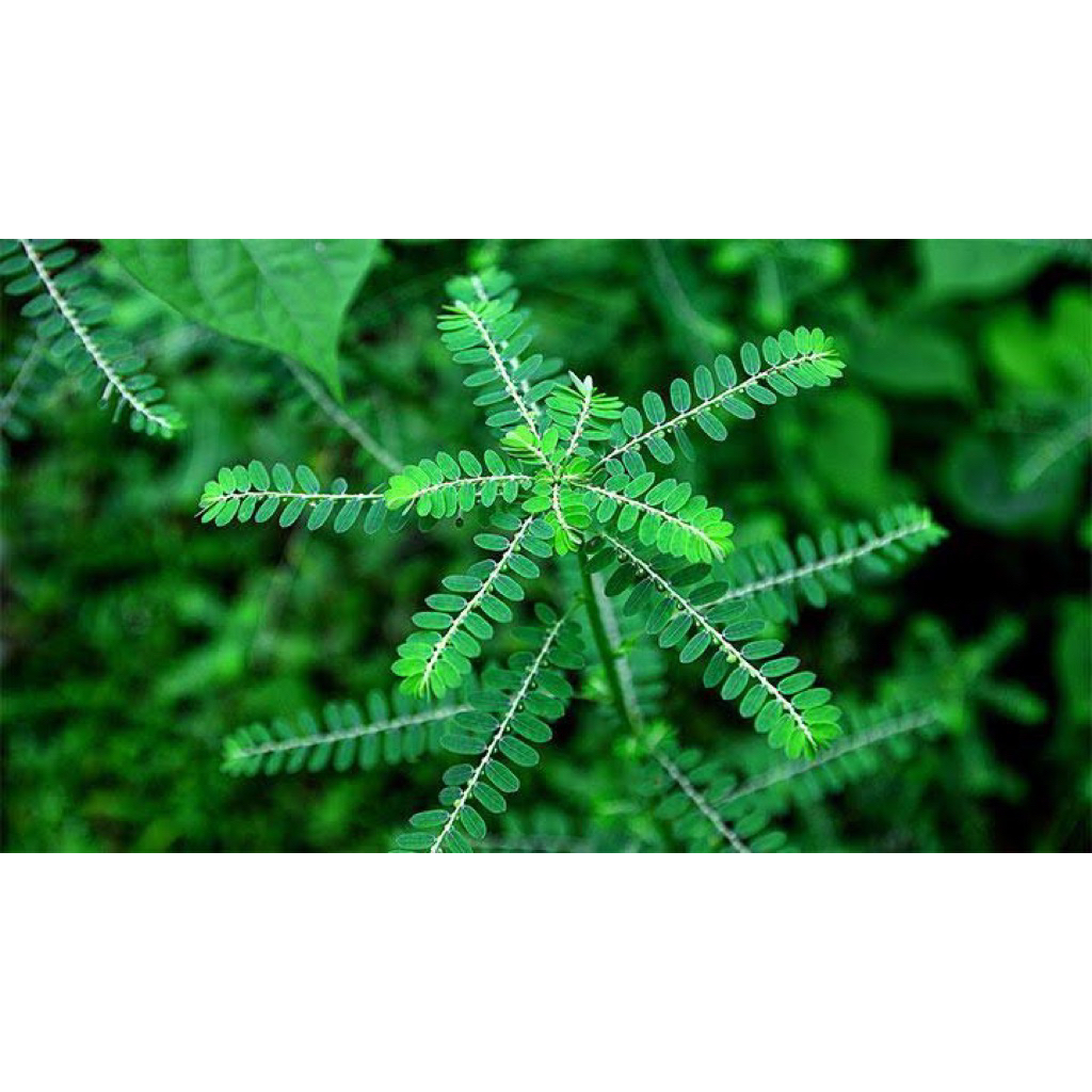 

DAUN MENIRAN SEGAR (@5tangkai)