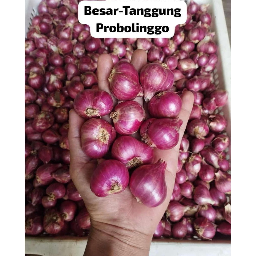 

BAWANG MERAH PROBOLINGGO BESAR TANGGUNG